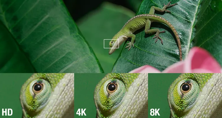 red-lizard-hd-4k-8k-resolution-comparison.webp